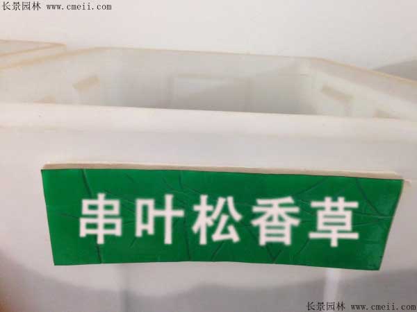串叶松香草种子图片