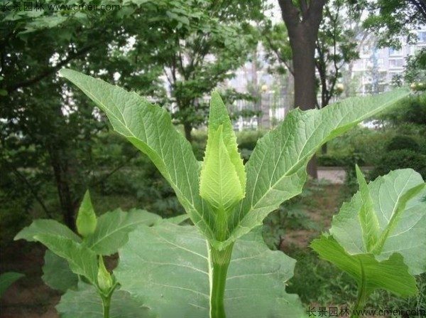 串叶松香草种子图片