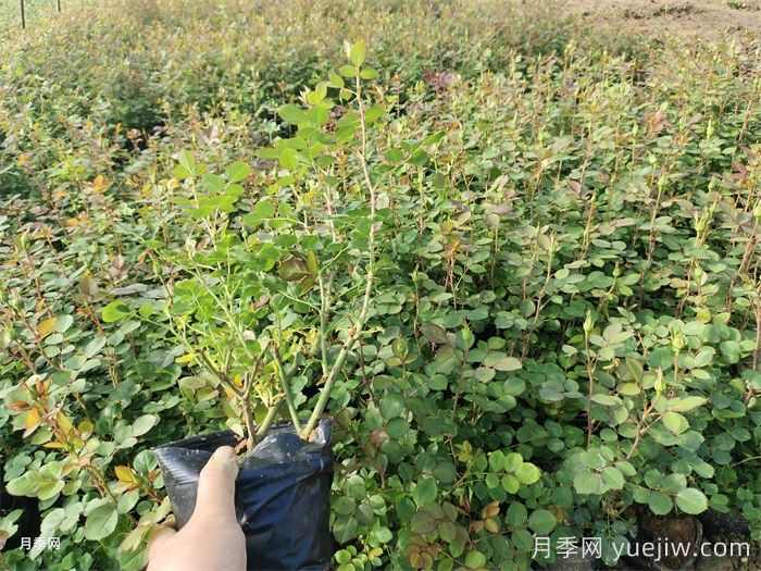 四月份苗圃管理措施和园林养护措施(图1) 四月份苗圃管理措施和园林养护措施(图1)