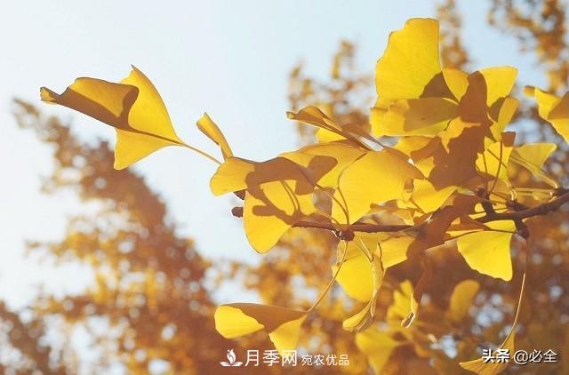 什么样的观赏树种发展行情更好?(图1) 什么样的观赏树种发展行情更好?(图1)