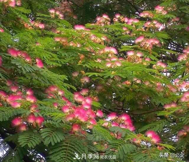 什么样的观赏树种发展行情更好?(图2) 什么样的观赏树种发展行情更好?(图2)