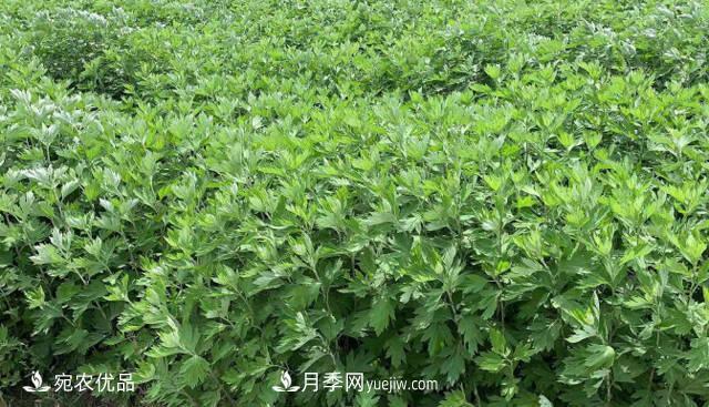 南阳艾草种植技术,种植前景如何?艾根批发(图1) 南阳艾草种植技术,种植前景如何?艾根批发(图1)