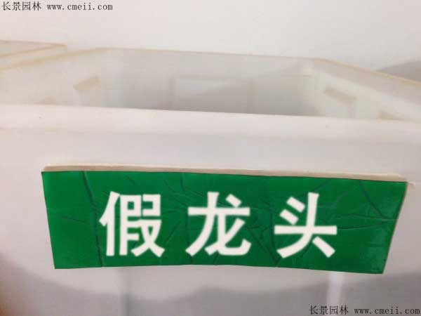 假龙头种子图片