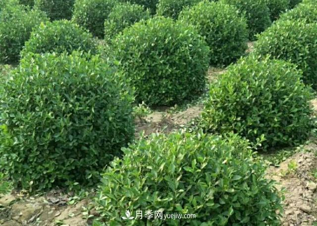 2020年苗木行业开启价格白刃战,谁主沉浮?(图1) 2020年苗木行业开启价格白刃战,谁主沉浮?(图1)