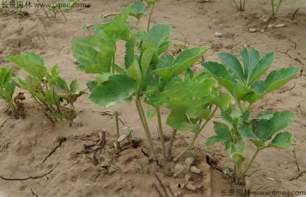 白芷种子发芽出苗图片