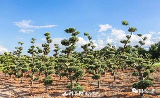 这些苗木价格最贵,市场潜力大,未来可以继续发展!(图1) 这些苗木价格最贵,市场潜力大,未来可以继续发展!(图1)