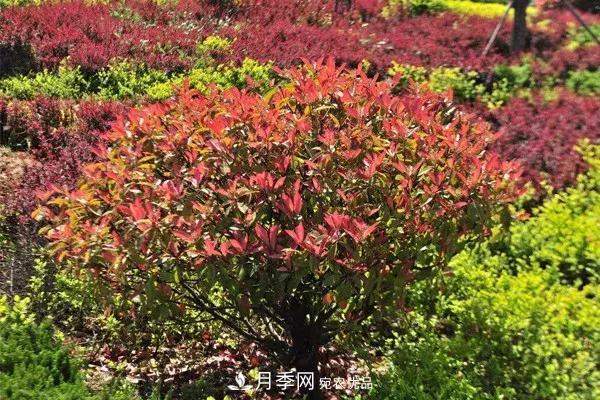 这些苗木价格最贵,市场潜力大,未来可以继续发展!(图3) 这些苗木价格最贵,市场潜力大,未来可以继续发展!(图3)
