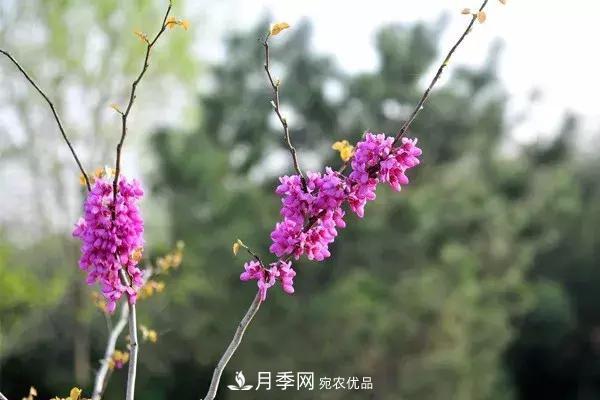 这些苗木价格最贵,市场潜力大,未来可以继续发展!(图4) 这些苗木价格最贵,市场潜力大,未来可以继续发展!(图4)