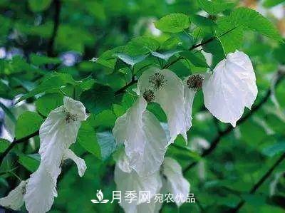 这些5种高端苗木向来就是“抢手货”,你知道几个?(图6) 这些5种高端苗木向来就是“抢手货”,你知道几个?(图6)