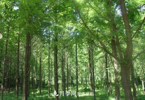 这些5种高端苗木向来就是“抢手货”,你知道几个?(图4) 这些5种高端苗木向来就是“抢手货”,你知道几个?(图4)