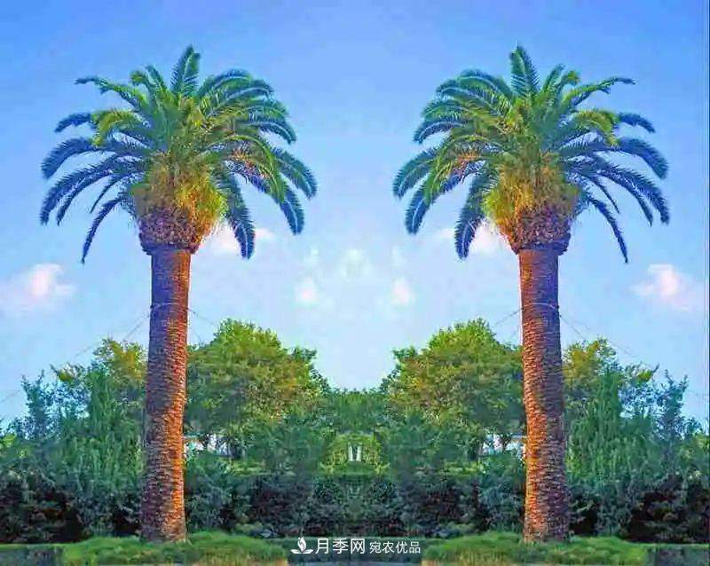 这些5种高端苗木向来就是“抢手货”,你知道几个?(图3) 这些5种高端苗木向来就是“抢手货”,你知道几个?(图3)