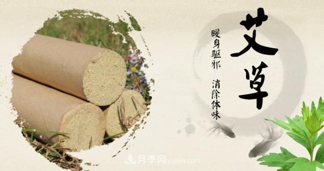中医艾灸华夏瑰宝 艾草之都大美南阳(图1) 中医艾灸华夏瑰宝 艾草之都大美南阳(图1)