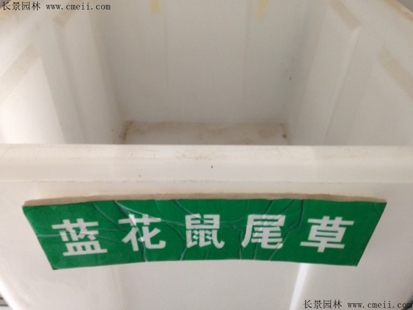 蓝花鼠尾草种子图片