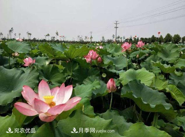 南阳镇平中原荷花博览园,一个莲藕全产业链的南阳样本(图1) 南阳镇平中原荷花博览园,一个莲藕全产业链的南阳样本(图1)