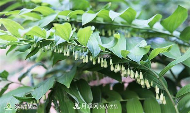 市场需求大,黄精种植效益分析,南阳黄精种苗基地直销价格(图1) 市场需求大,黄精种植效益分析,南阳黄精种苗基地直销价格(图1)
