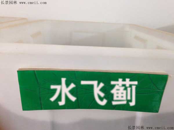 水飞蓟种子图片
