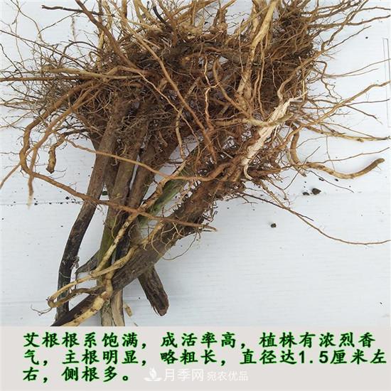 南阳纯正宛艾艾草艾根艾苗基地批发直销(图3) 南阳纯正宛艾艾草艾根艾苗基地批发直销(图3)