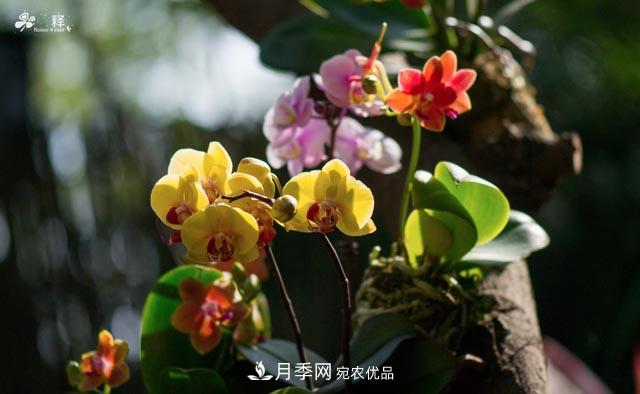 世界第二大植物家族,总共800个属,说一说兰花那点事(图2) 世界第二大植物家族,总共800个属,说一说兰花那点事(图2)