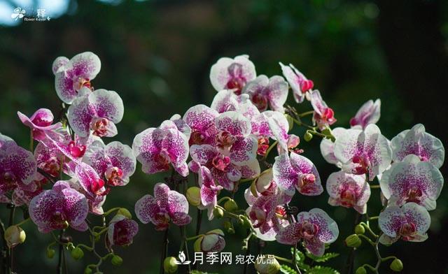 世界第二大植物家族,总共800个属,说一说兰花那点事(图4) 世界第二大植物家族,总共800个属,说一说兰花那点事(图4)