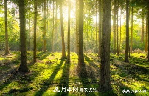 秋季苗木起出后没及时栽植怎么办，教你几招(图3)