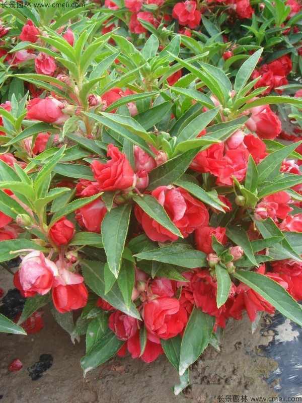 凤仙花种子发芽出苗开花图片