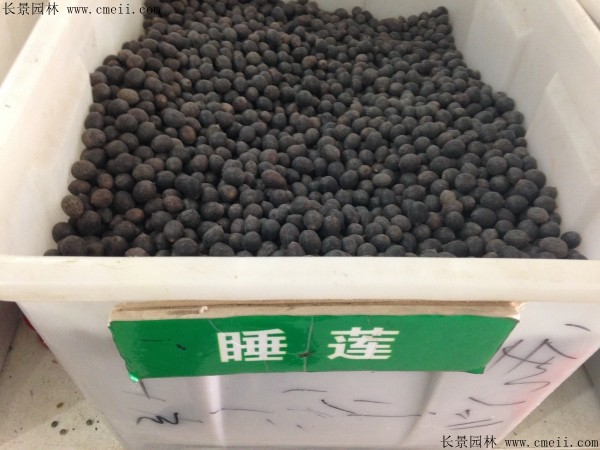 睡莲种子图片