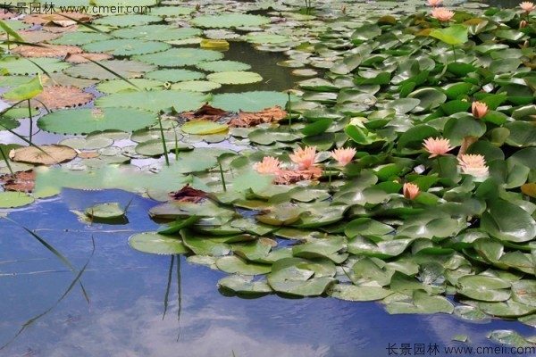 睡莲开花图片