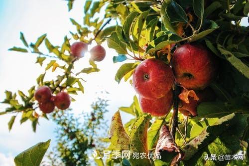 南阳苗木人做好准备，苗木旺季的脚步正在到来(图5)