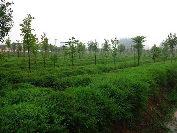 水蜡球选购指南与栽培养护技巧|园林绿化全攻略 水腊球