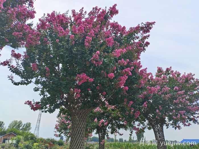 紫薇：谁道花无百日红(图2)