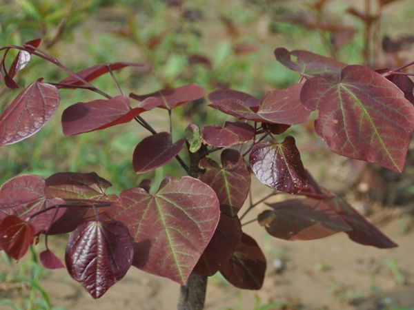 红叶加拿大紫荆种植养护与园林应用指南