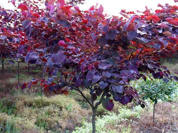 红叶加拿大紫荆种植养护与园林应用指南