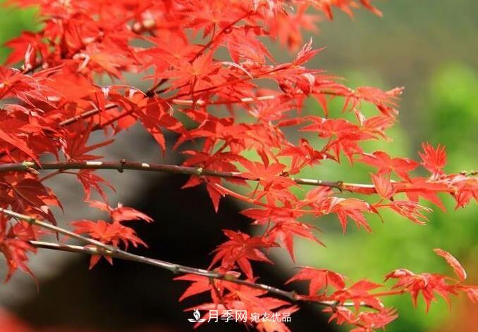 红枫栽培要点,盆景园林皆宜(图1) 红枫栽培要点,盆景园林皆宜(图1)