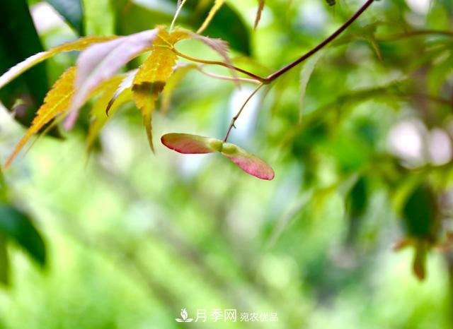 区别红枫和鸡爪槭,带你认识彩叶苗木鸡爪槭(qì)(图2) 区别红枫和鸡爪槭,带你认识彩叶苗木鸡爪槭(qì)(图2)