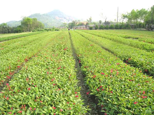 锦带花种植养护与园林应用指南|实用技巧 锦带花