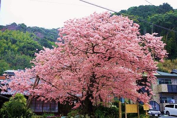 日本早樱种植与养护全攻略｜园林观赏植物指南