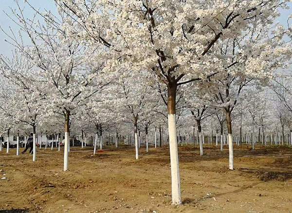 日本早樱种植与养护全攻略｜园林观赏植物指南