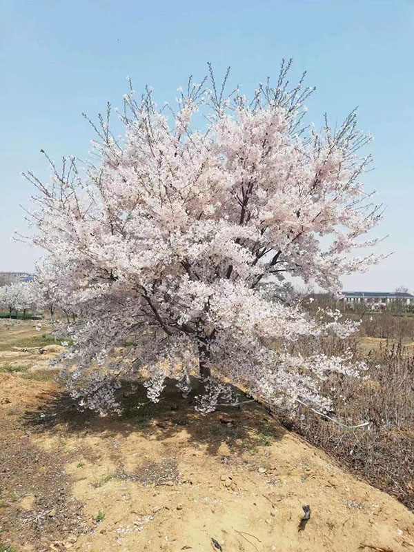 日本早樱种植与养护全攻略｜园林观赏植物指南