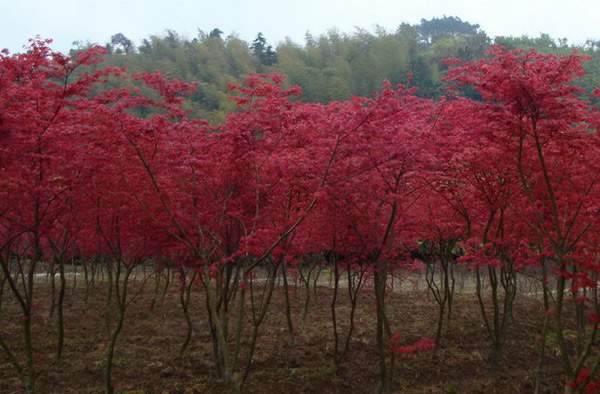 中国红枫种植与选购指南｜养护技巧与园林应用