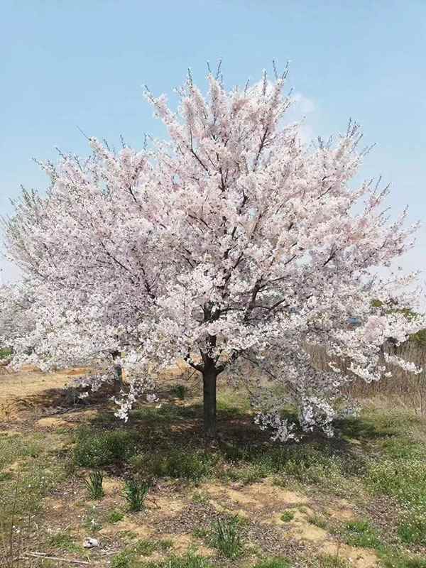 日本早樱种植与养护全攻略｜园林观赏植物指南