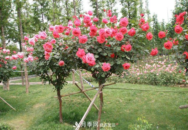比烈日更泼辣的3种花树,盛夏灿烂无比,你要养一棵吗?(图3) 比烈日更泼辣的3种花树,盛夏灿烂无比,你要养一棵吗?(图3)