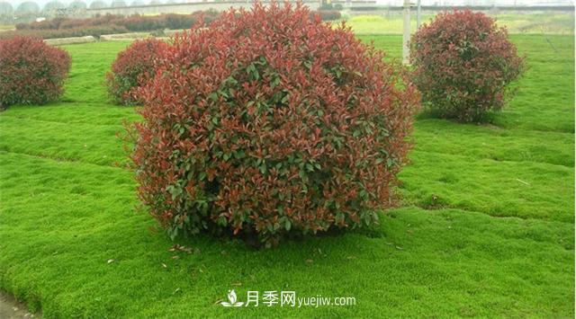南阳哪家苗圃红叶石楠质量好(图1) 南阳哪家苗圃红叶石楠质量好(图1)