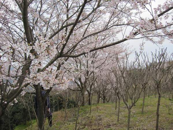 染井吉野樱花图片