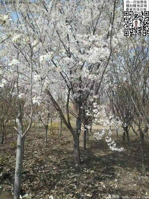 染井吉野樱花图片