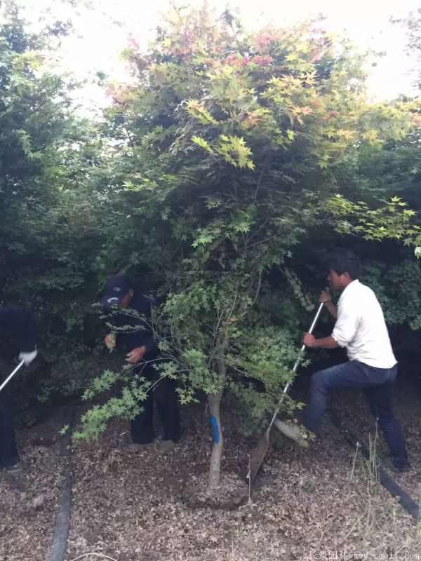 鸡爪槭图片基地实拍 鸡爪槭图片基地实拍