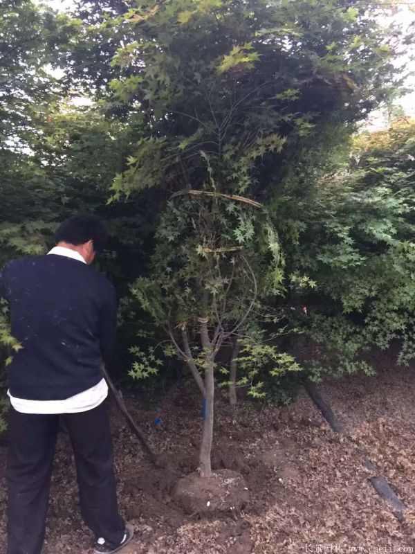 鸡爪槭图片基地实拍 鸡爪槭图片基地实拍
