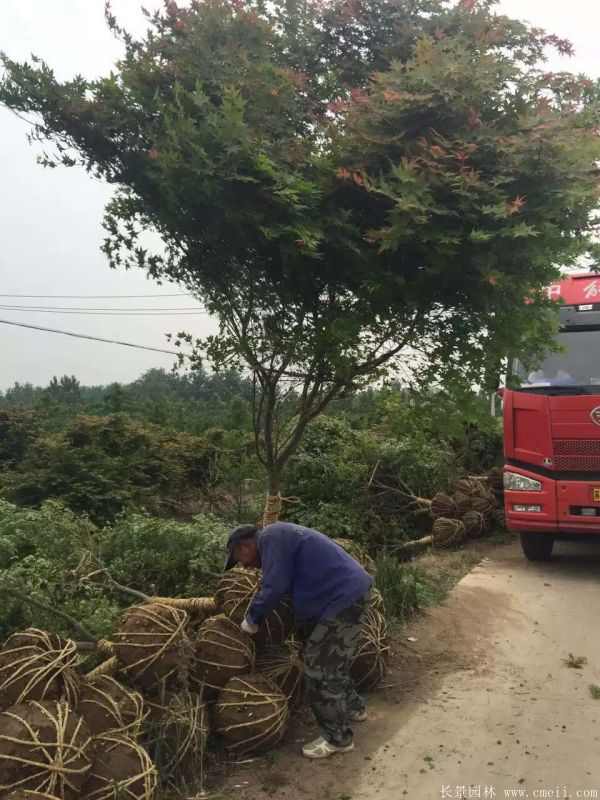 鸡爪槭图片基地实拍 鸡爪槭图片基地实拍