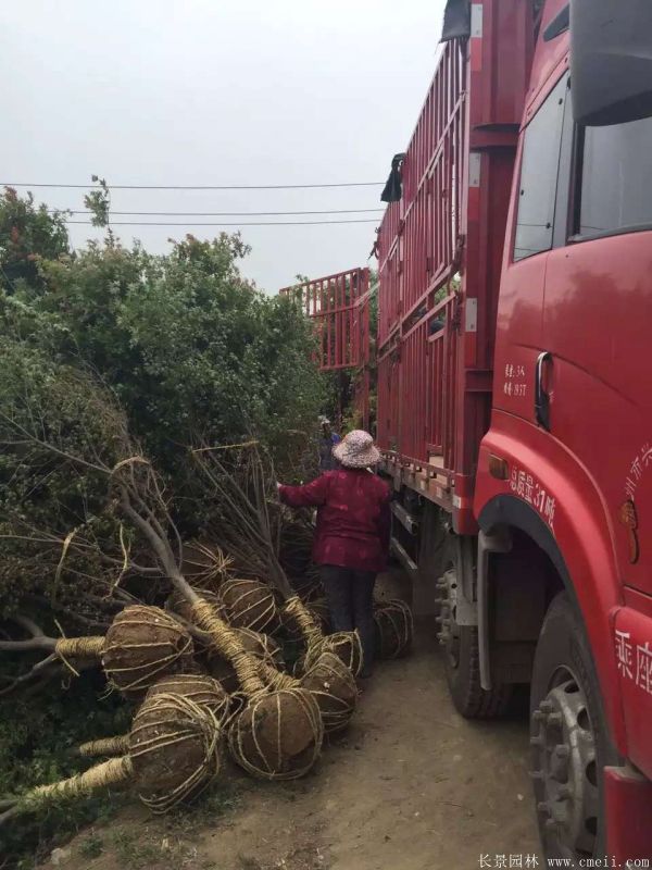 鸡爪槭图片基地实拍 鸡爪槭图片基地实拍