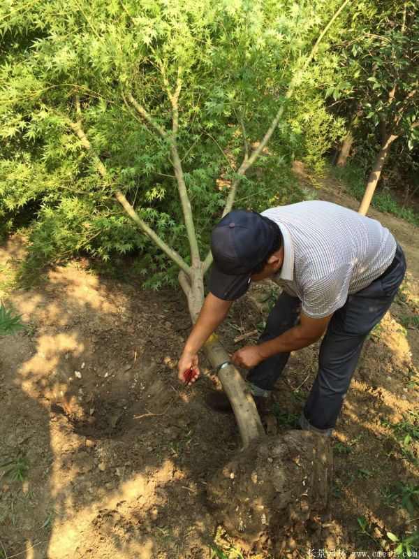 鸡爪槭图片基地实拍 鸡爪槭图片基地实拍