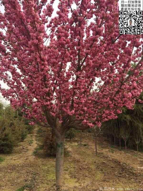 日本樱花图片沭阳日本樱花基地